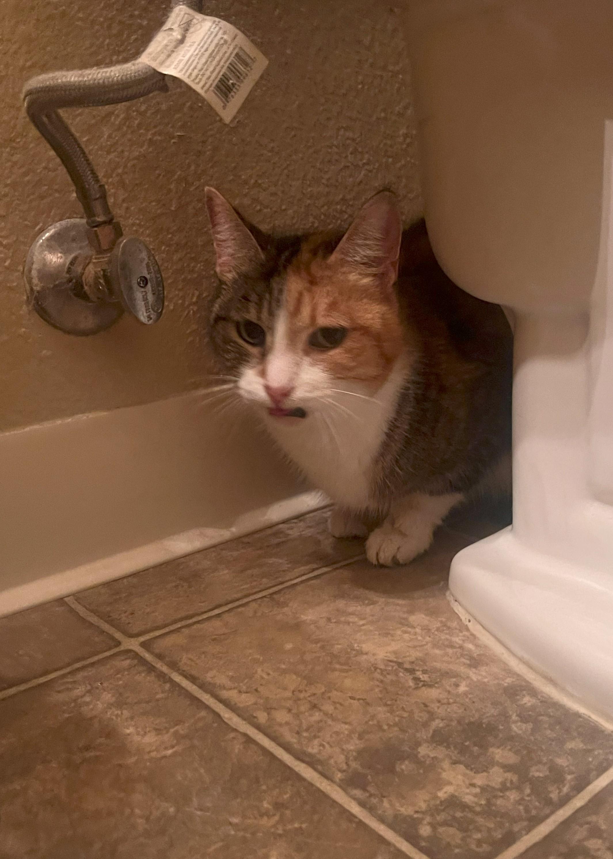 Snickers (female), an adoptable Calico in Roseville, CA, 95747 | Photo Image 2