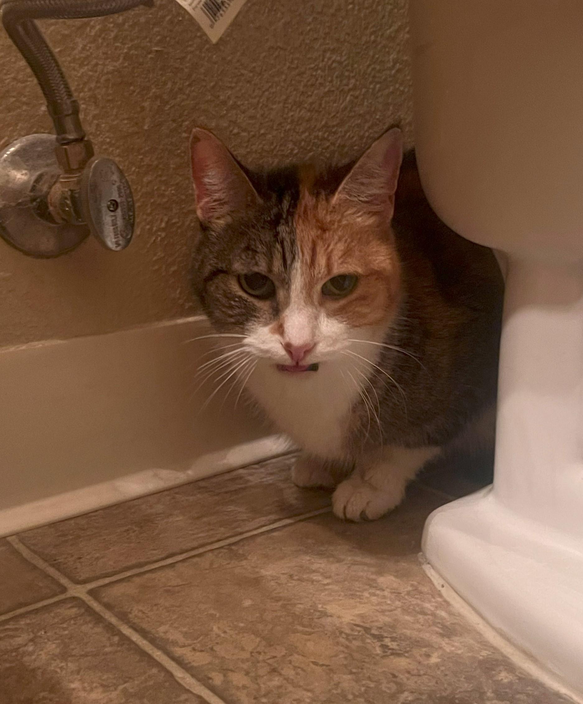 Snickers (female), an adoptable Calico in Roseville, CA, 95747 | Photo Image 1