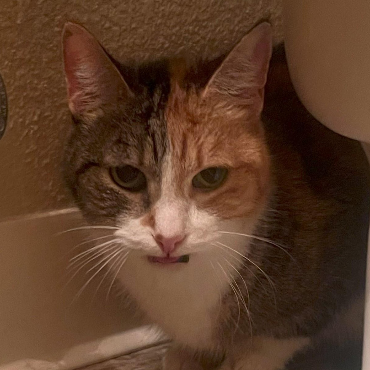 Enlarge Snickers (female), a Adoptable Calico in Roseville, CA image 1/4