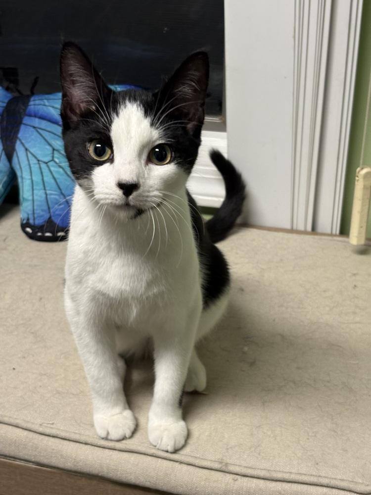 Rudy Valentino, Adoptable, Young Female Domestic Short Hair.