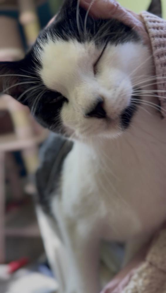 Rudy Valentino, a Adoptable Domestic Short Hair in Warren, CT image 2/6