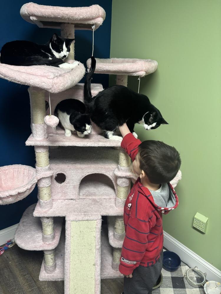 Rudy Valentino, a Adoptable Domestic Short Hair in Warren, CT image 3/6