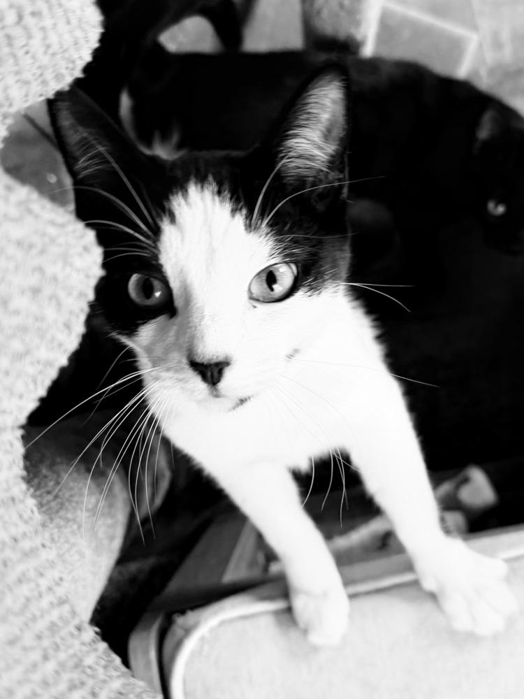 Rudy Valentino, a Adoptable Domestic Short Hair in Warren, CT image 5/6