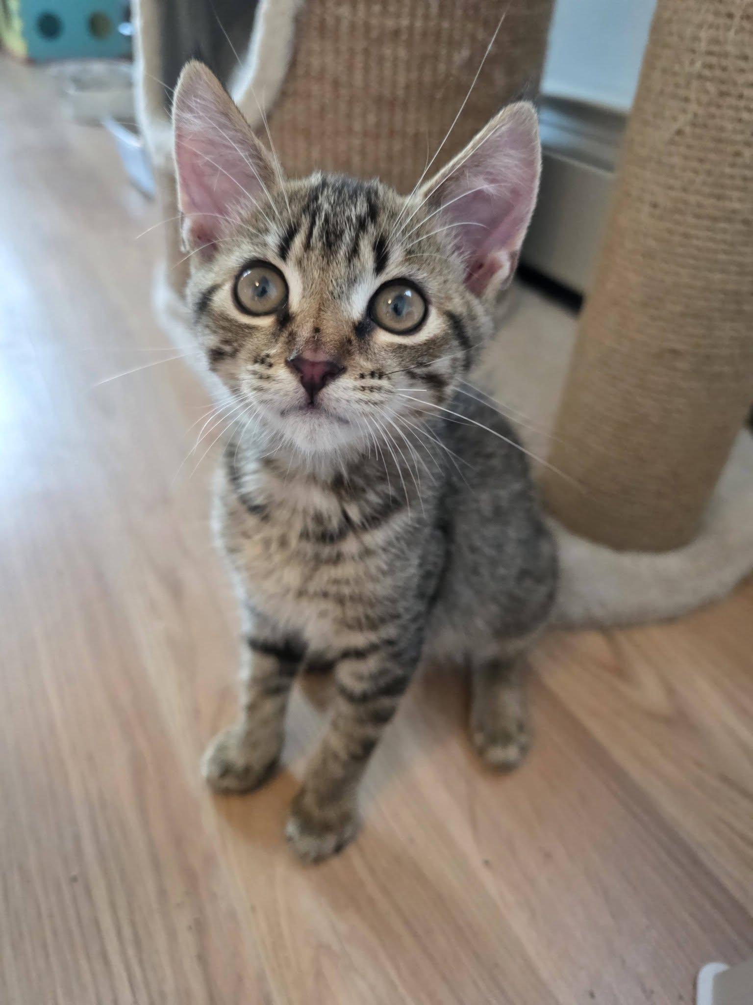 Atlas - Kitten, Adoptable, Kitten Male Domestic Short Hair.