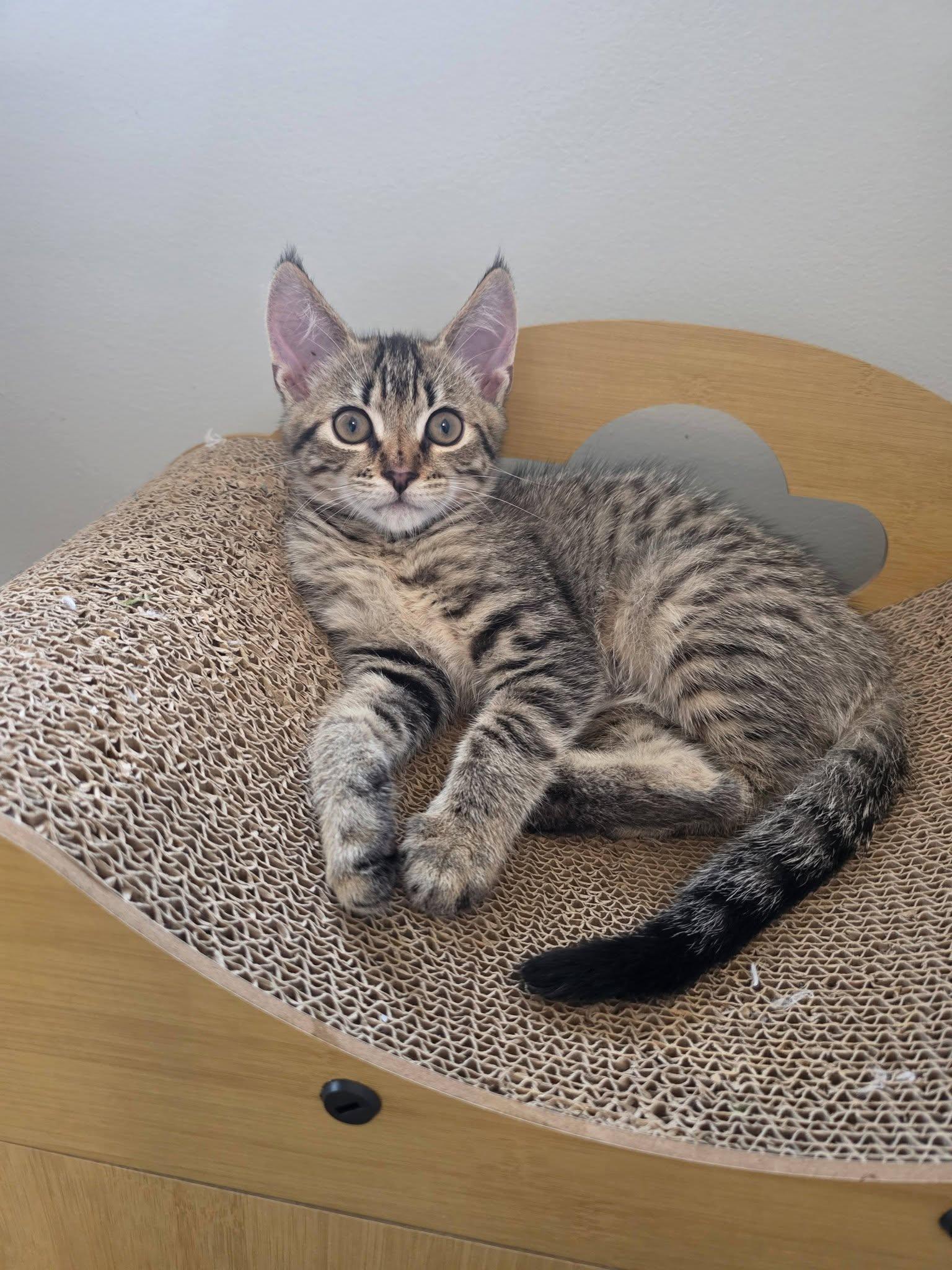 Atlas - Kitten, a Adoptable Domestic Short Hair in Enfield, CT image 2/2
