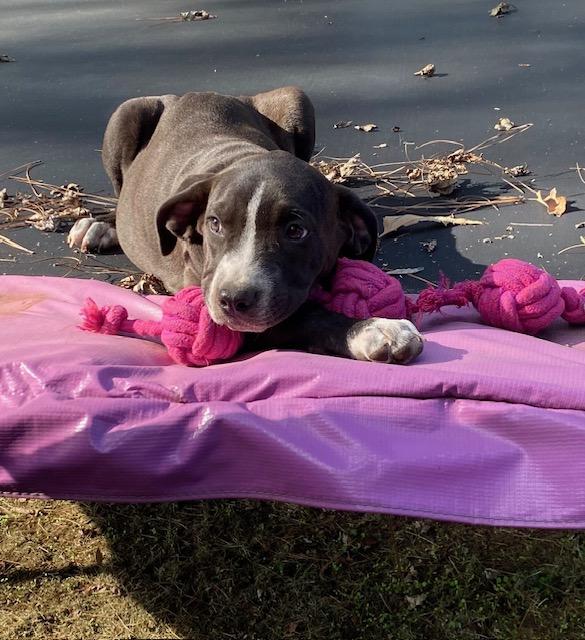 Loralei, a Adoptable mixed breed image 3/4