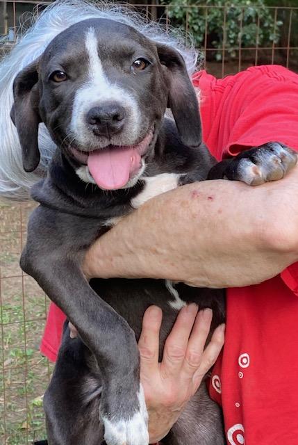 Loralei, a Adoptable mixed breed image 1/4