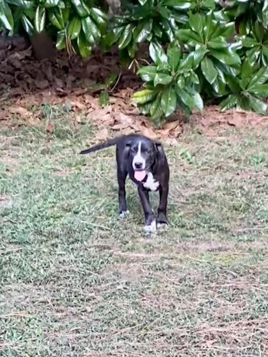 Loralei, a Adoptable mixed breed image 4/4