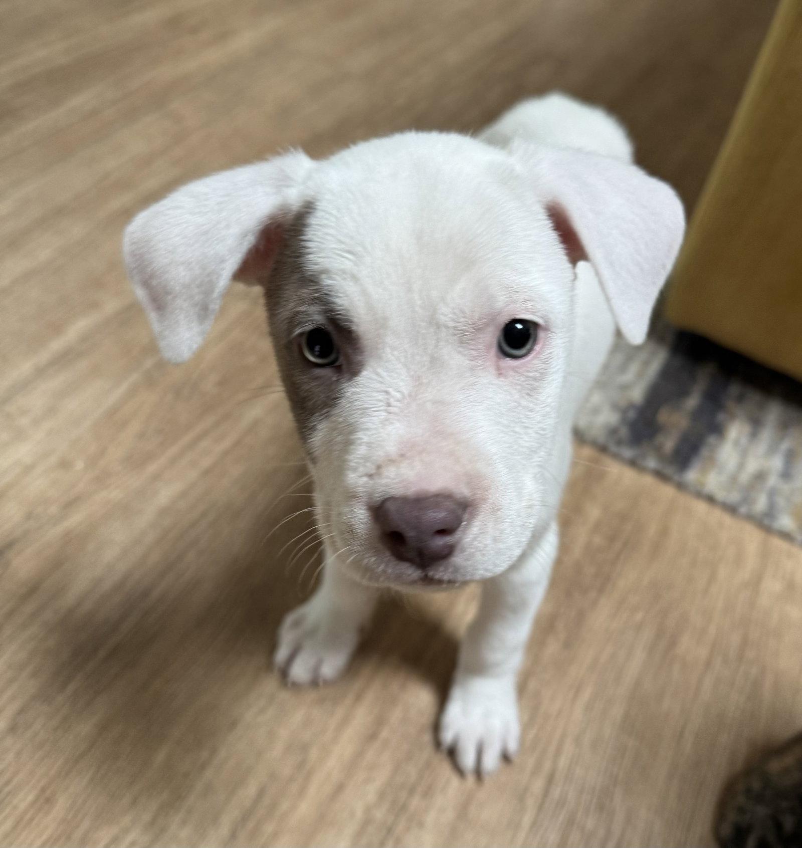 Evie (medical needs), Adoptable, Puppy Female Pit Bull Terrier.