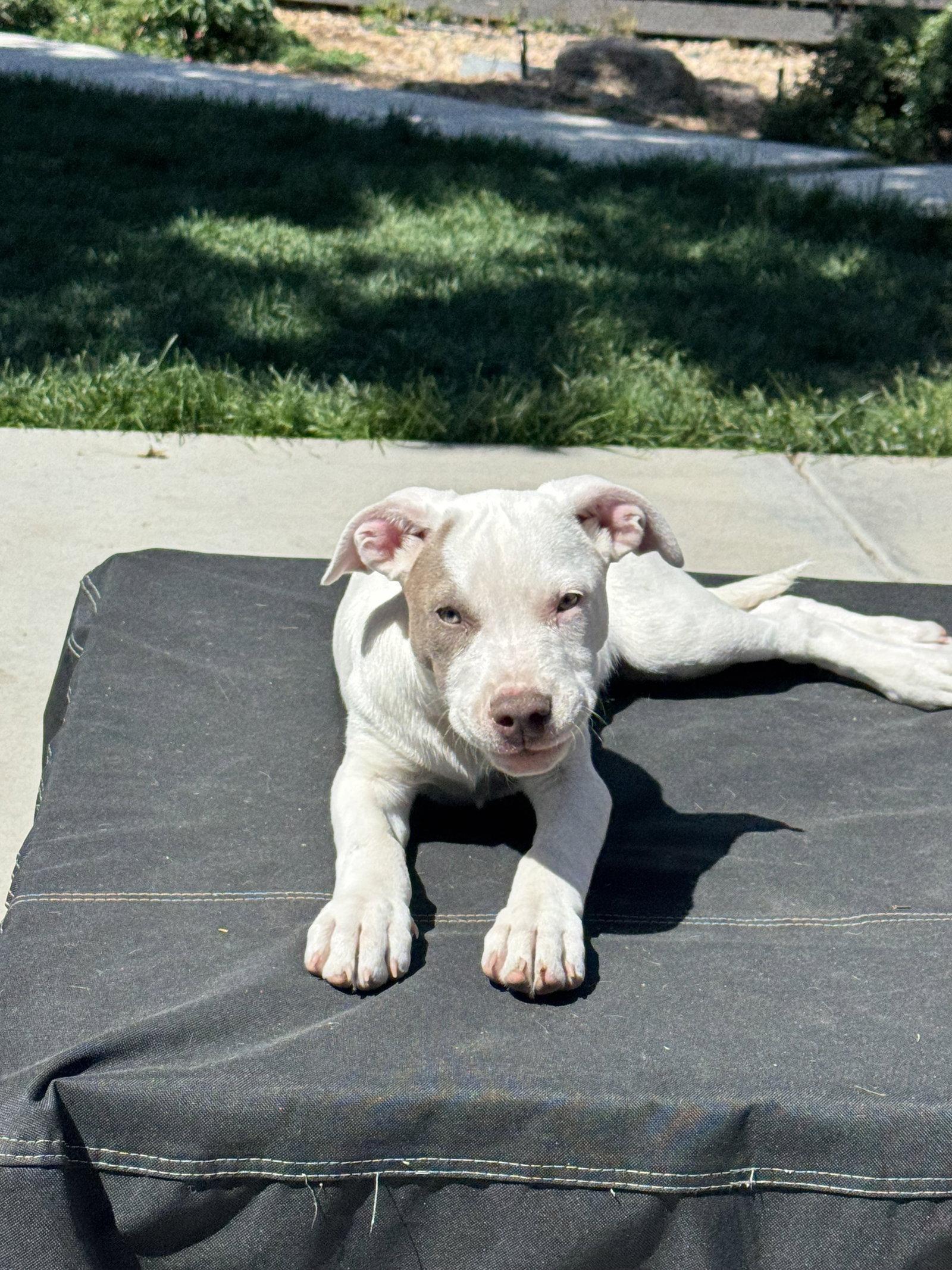 Evie (medical needs), a Adoptable Pit Bull Terrier in Evergreen, CO image 2/3