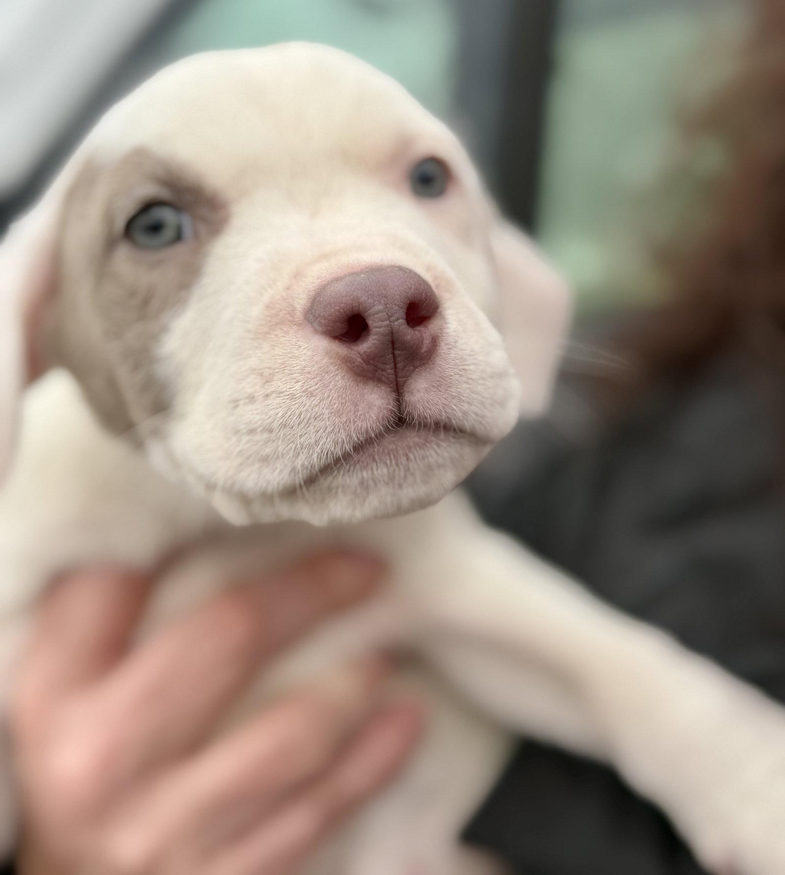 Evie (medical needs), a Adoptable Pit Bull Terrier in Evergreen, CO image 3/3