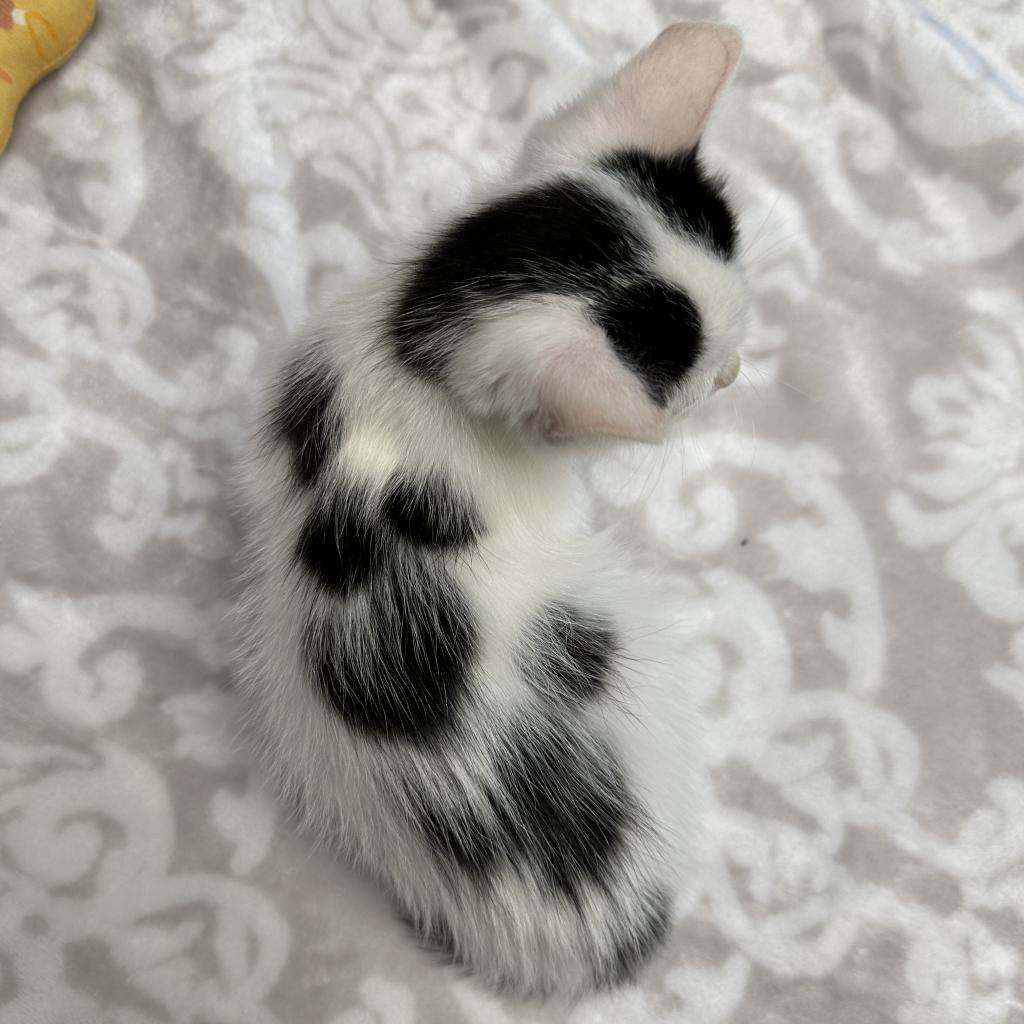 Enlarge Bliss, a Adoptable Domestic Short Hair in Mount Juliet, TN image 2/4