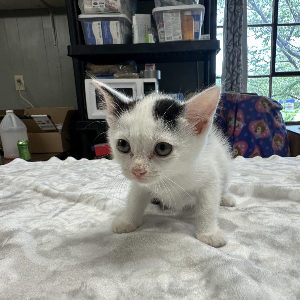 Bliss, a Adoptable Domestic Short Hair in Mount Juliet, TN image 1/4