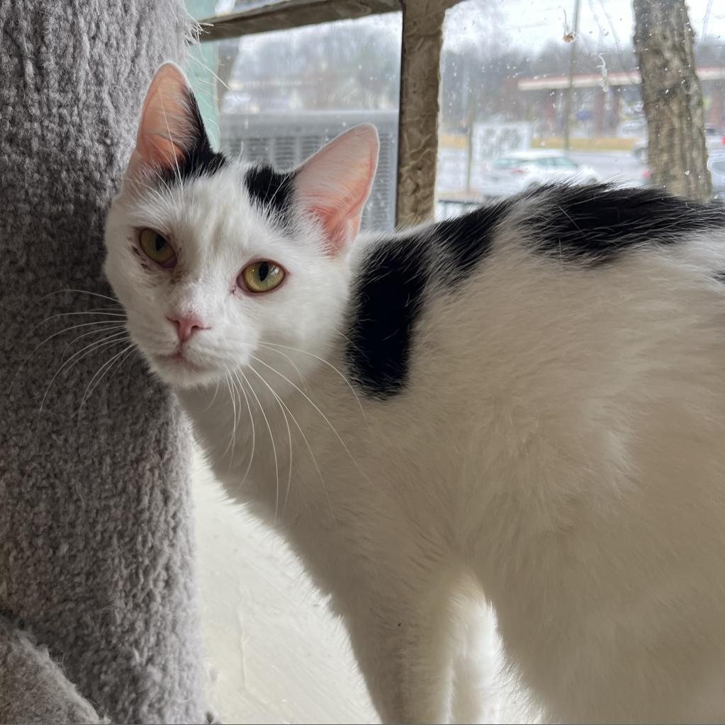 Bliss, a Adoptable Domestic Short Hair in Mount Juliet, TN image 2/4