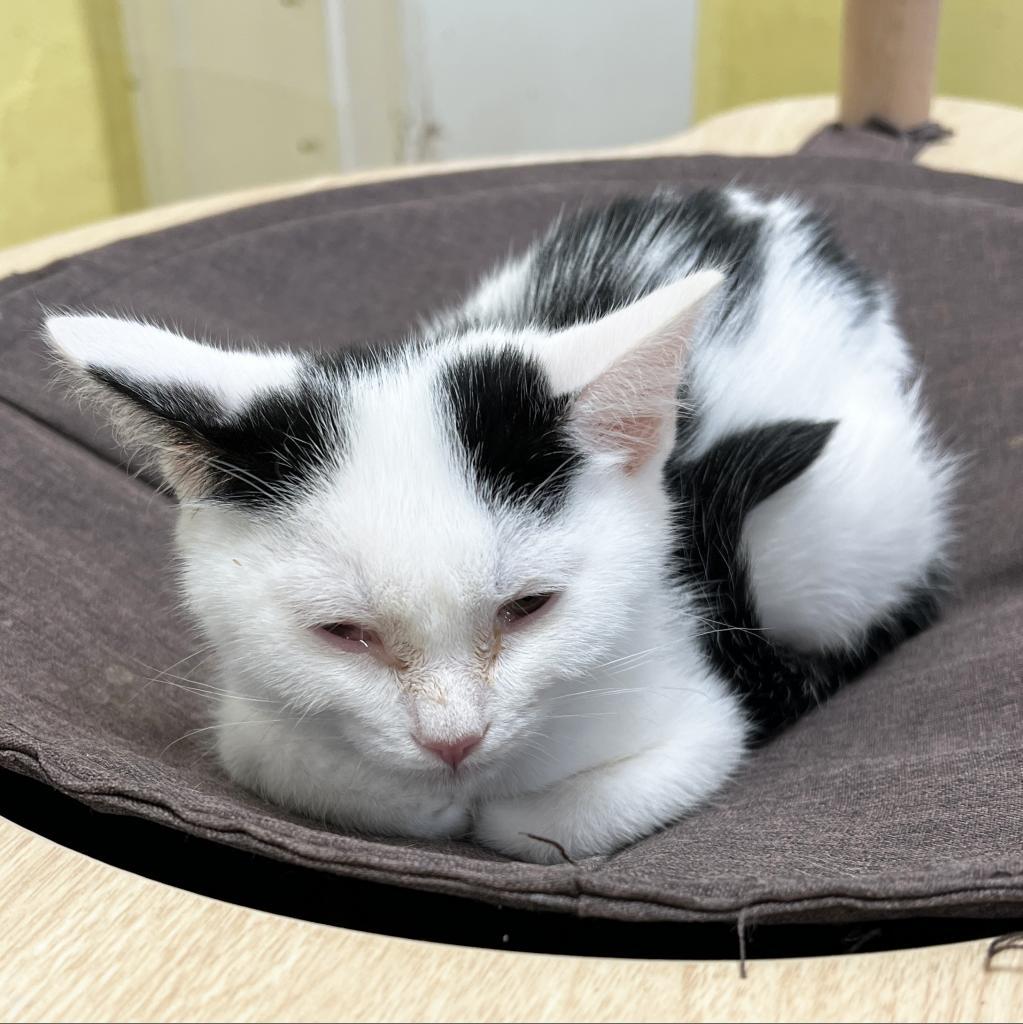 Bliss, a Adoptable Domestic Short Hair in Mount Juliet, TN image 3/4