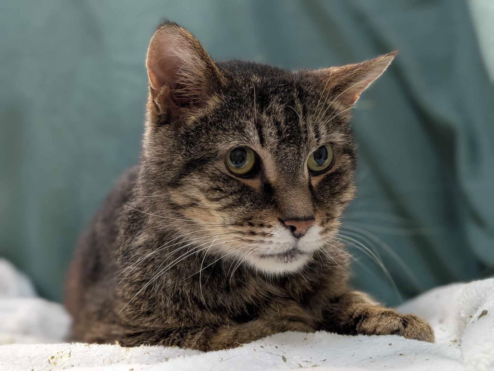 Sparrow, a Adoptable mixed breed in Dublin, OH image 1/3