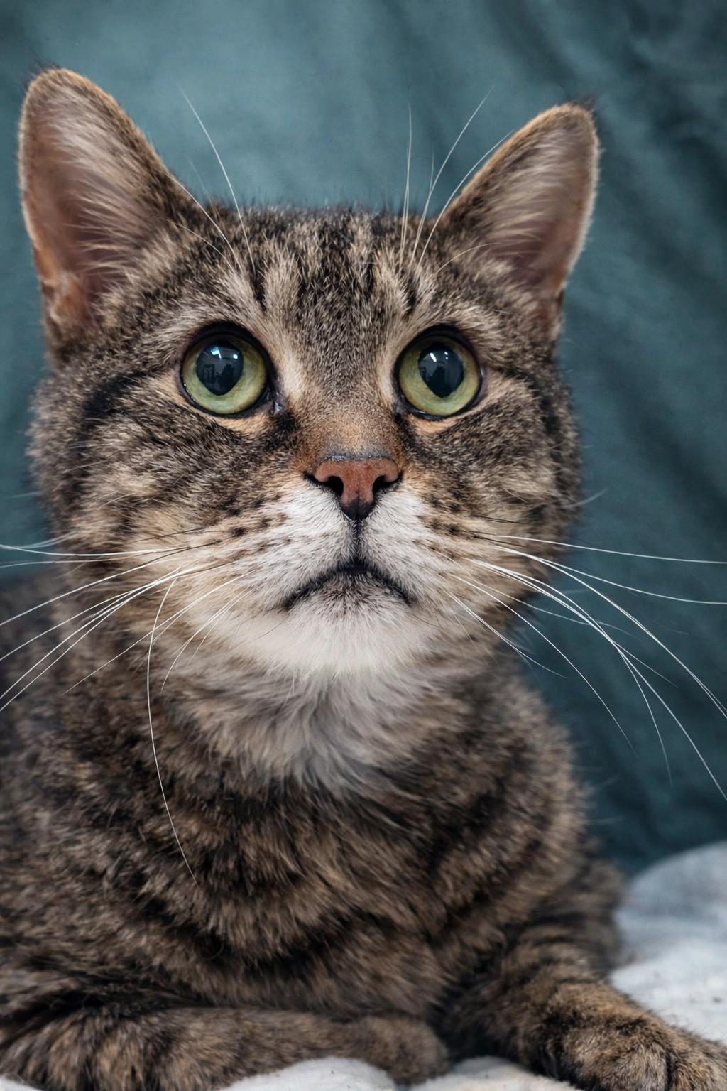 Enlarge Sparrow, a Adoptable mixed breed in Dublin, OH image 3/3