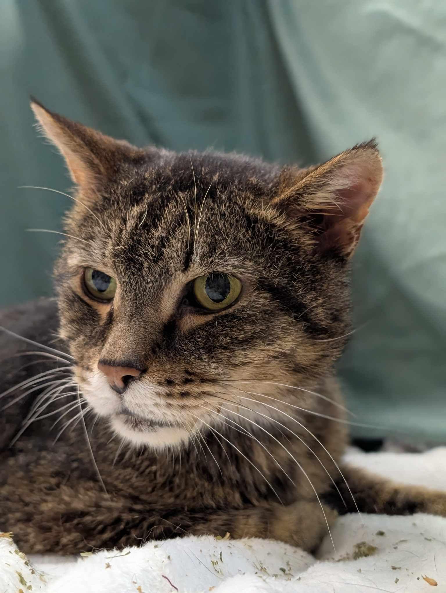 Sparrow, a Adoptable mixed breed in Dublin, OH image 2/3