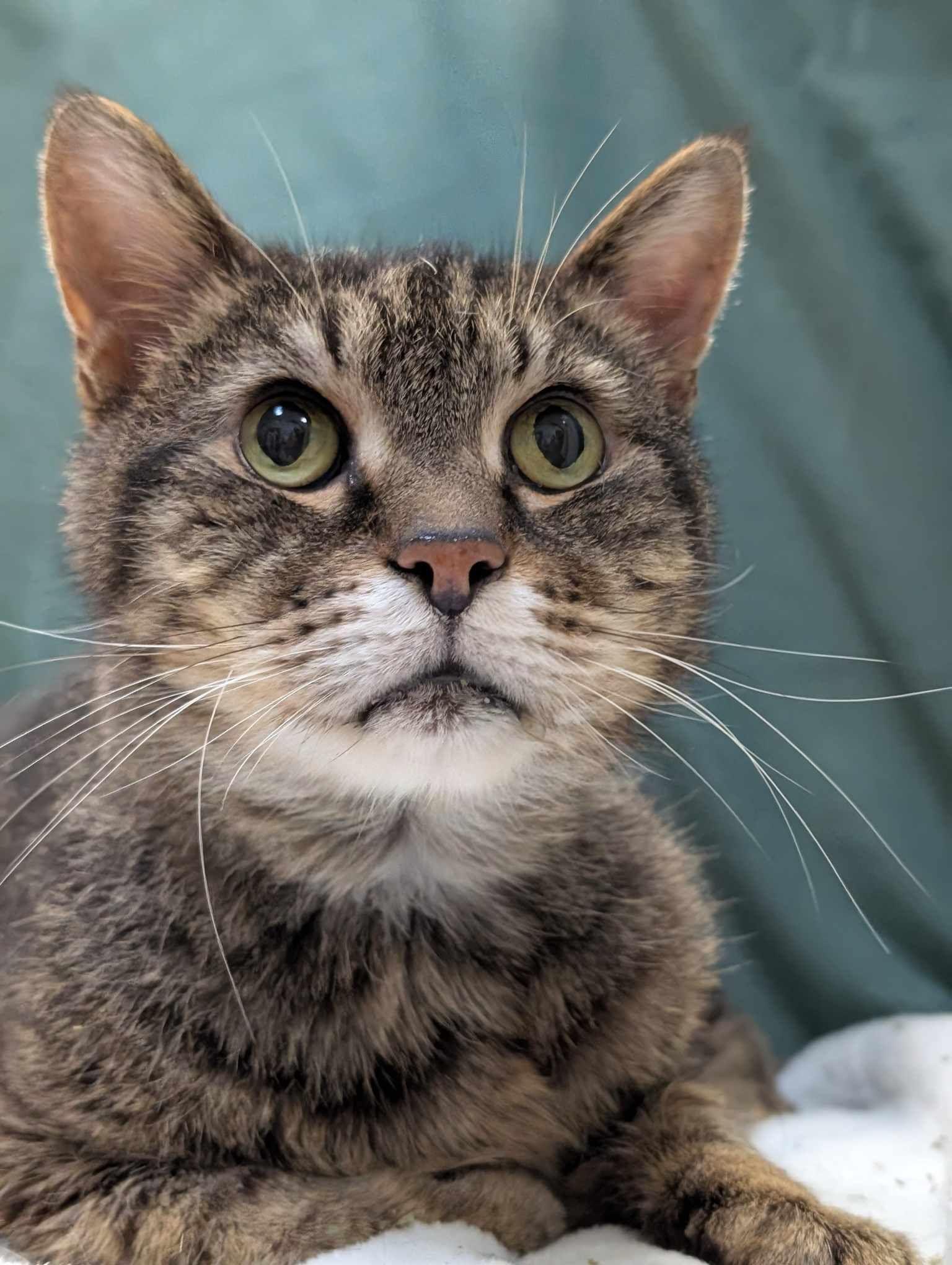 Sparrow, a Adoptable mixed breed in Dublin, OH image 3/3