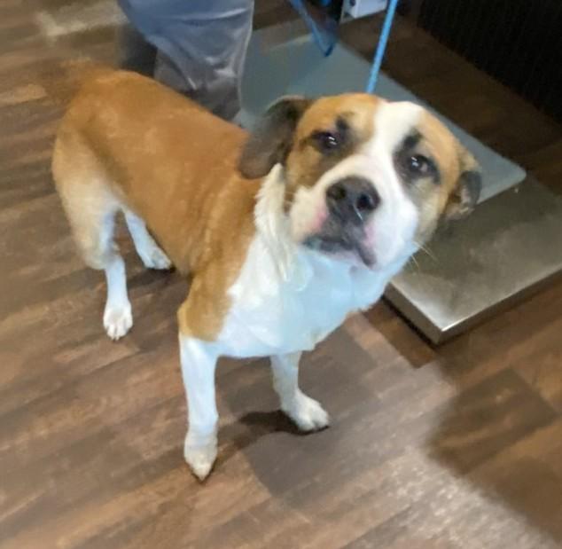 Bronx, Adoptable, Young Male Mixed Breed.