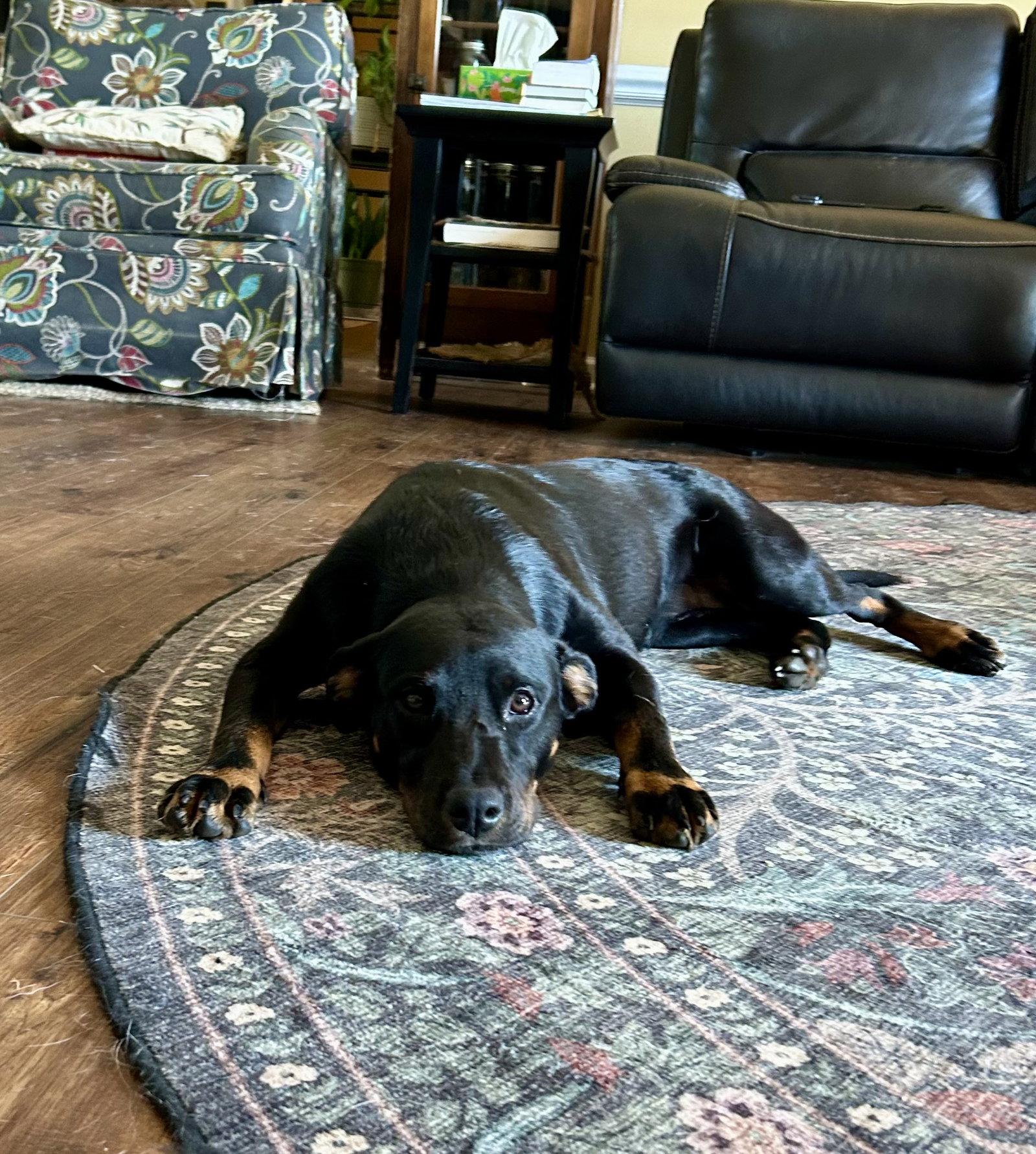 Enlarge Esma, a Adopted mixed breed in Nashville, TN image 1/3