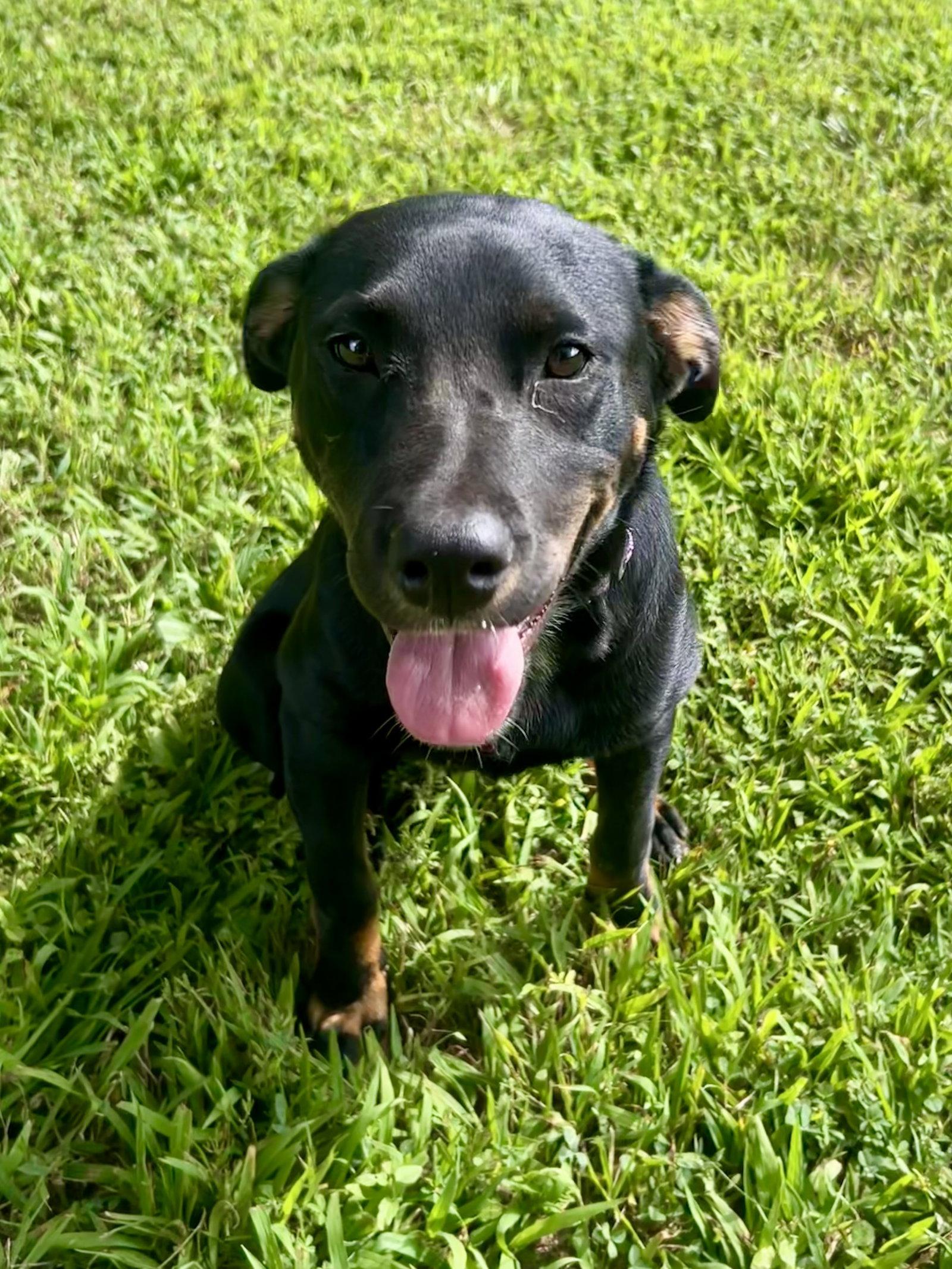 Enlarge Esma, a Adopted mixed breed in Nashville, TN image 2/3