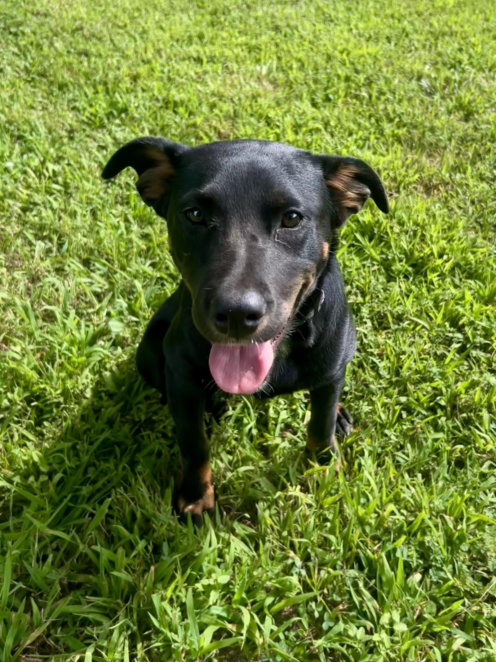 Enlarge Esma, a Adopted mixed breed in Nashville, TN image 3/3