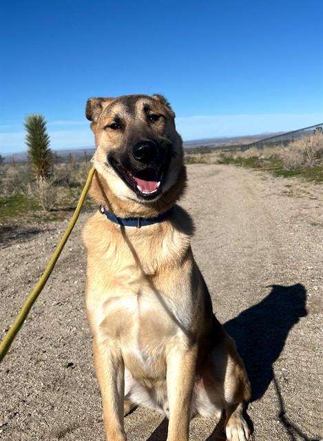 Enlarge HUTCH, a Adoptable mixed breed in Long Beach, CA image 1/1