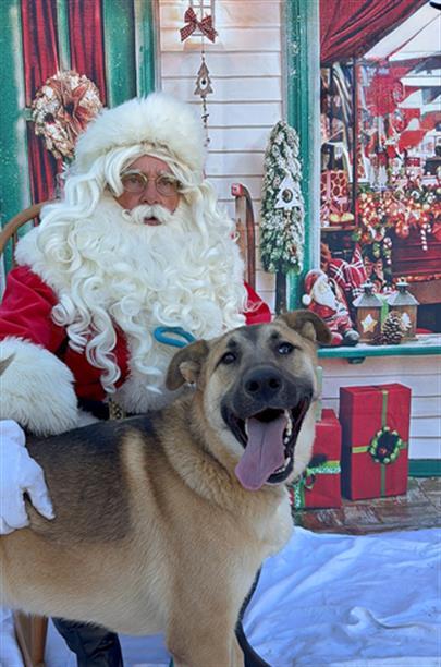 Enlarge HUTCH, a Adoptable mixed breed in Long Beach, CA image 1/1