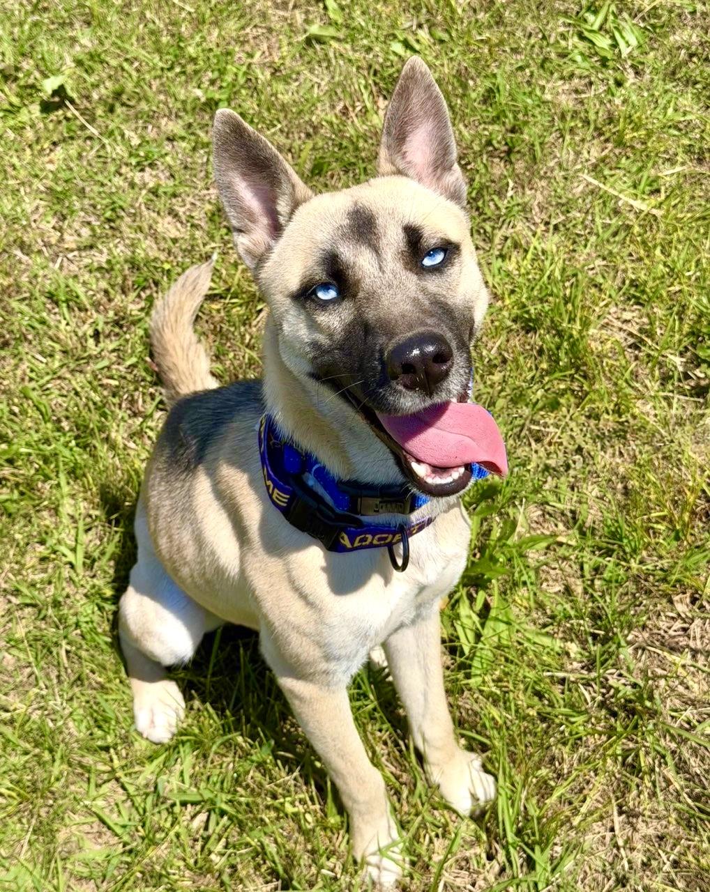 Enlarge Moon, a ADOPTABLE mixed breed in Maryville, TN image 2/6
