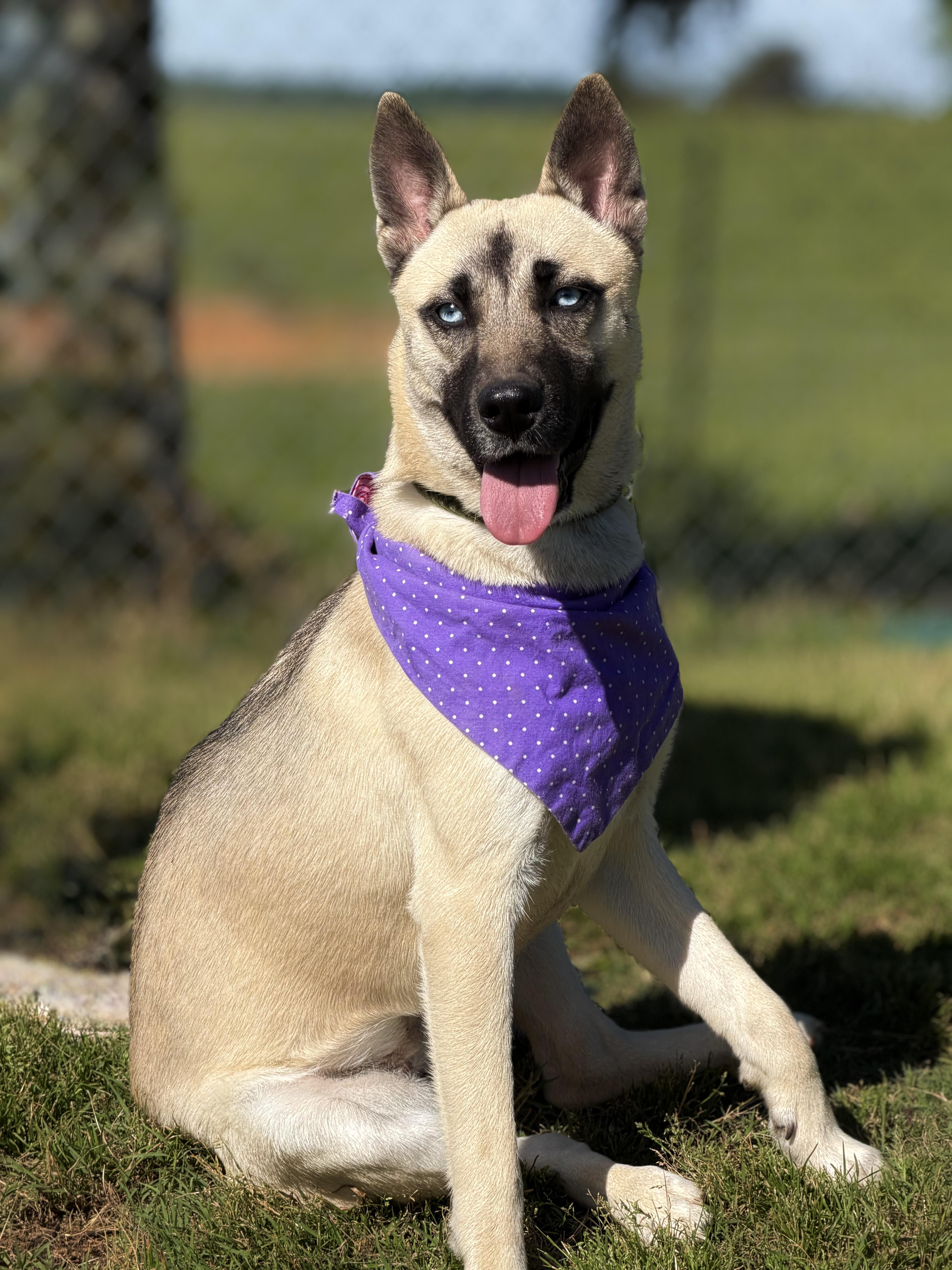 Enlarge Moon, a ADOPTABLE mixed breed in Maryville, TN image 6/6