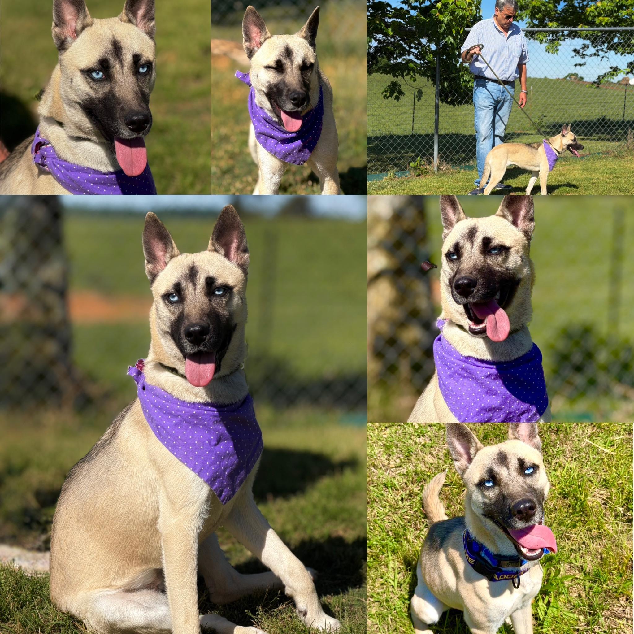 Moon, ADOPTABLE, Young Female Shepherd & Husky.
