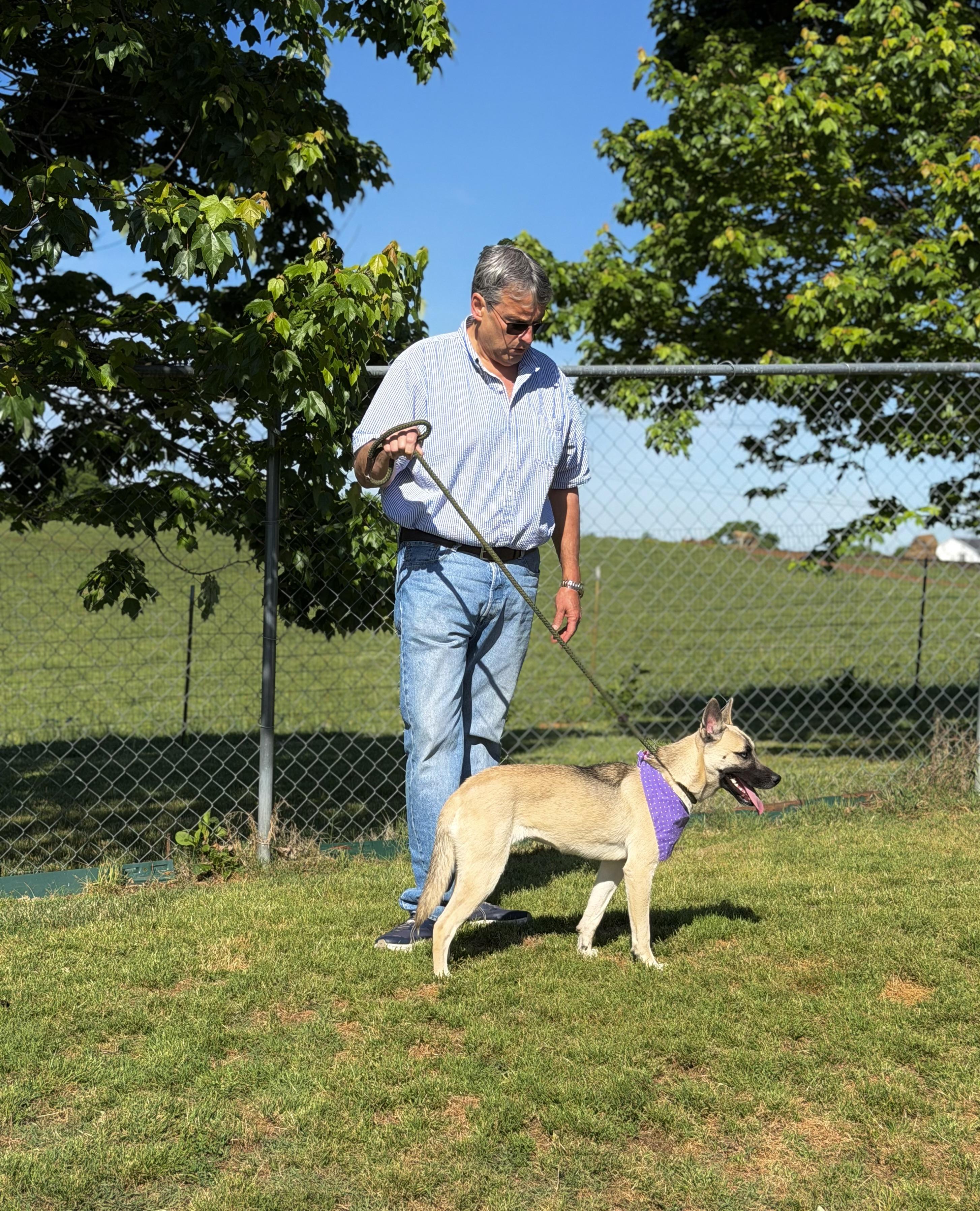 Enlarge Moon, a ADOPTABLE mixed breed in Maryville, TN image 5/6