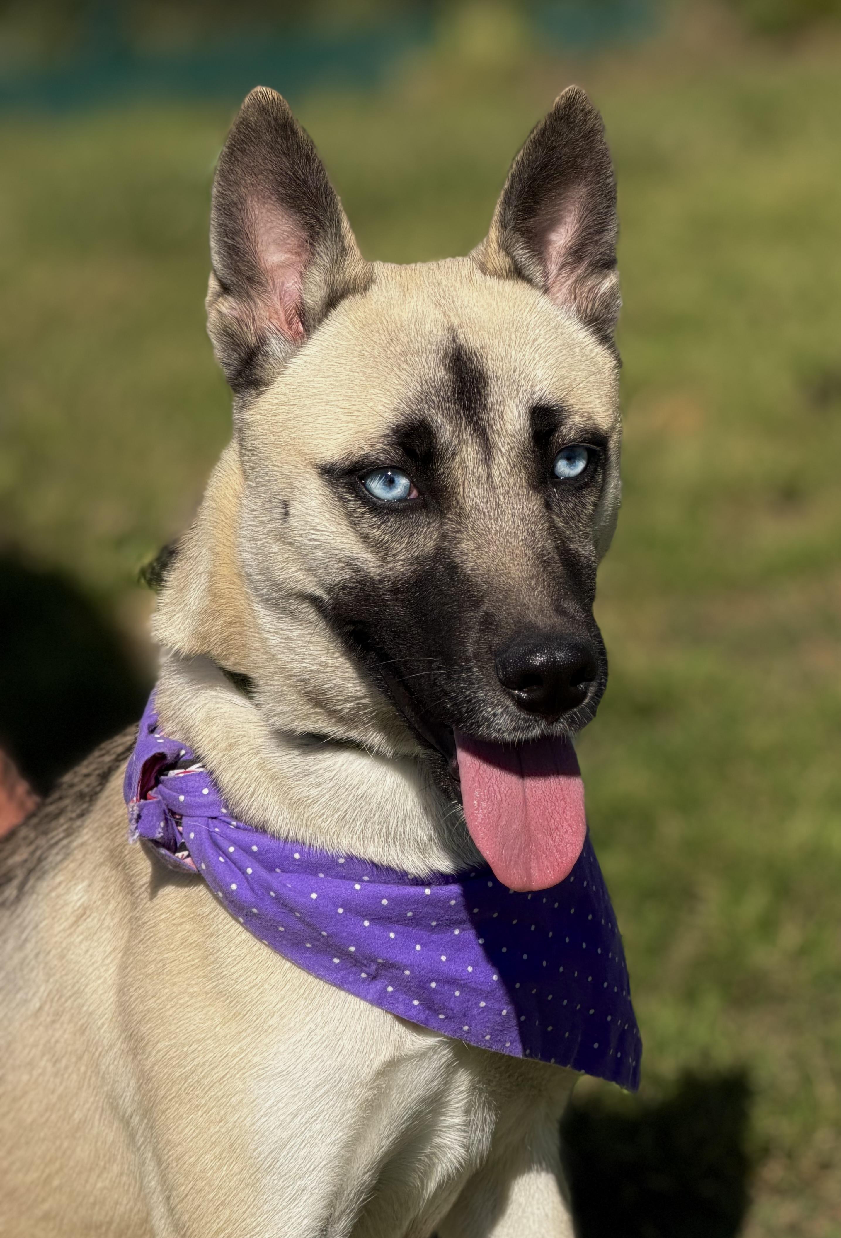 Enlarge Moon, a ADOPTABLE mixed breed in Maryville, TN image 4/6