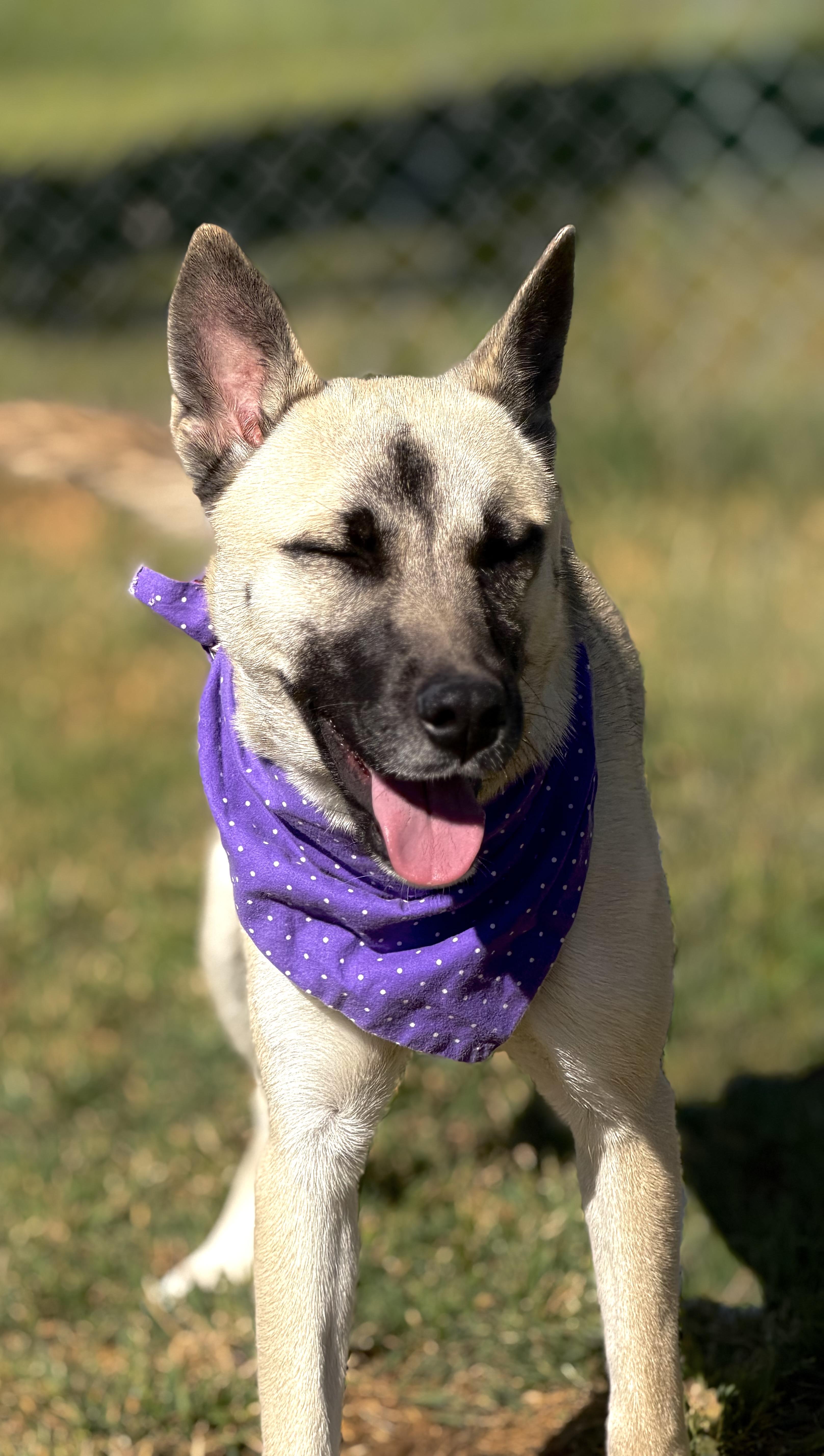 Enlarge Moon, a ADOPTABLE mixed breed in Maryville, TN image 3/6