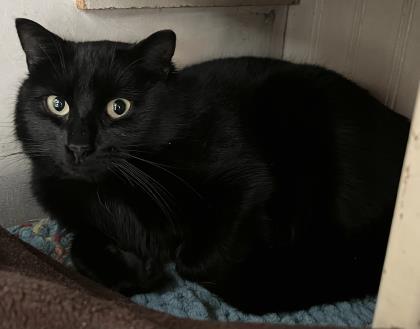 Chance, Adoptable, Adult Male Domestic Short Hair & Domestic Short Hair.