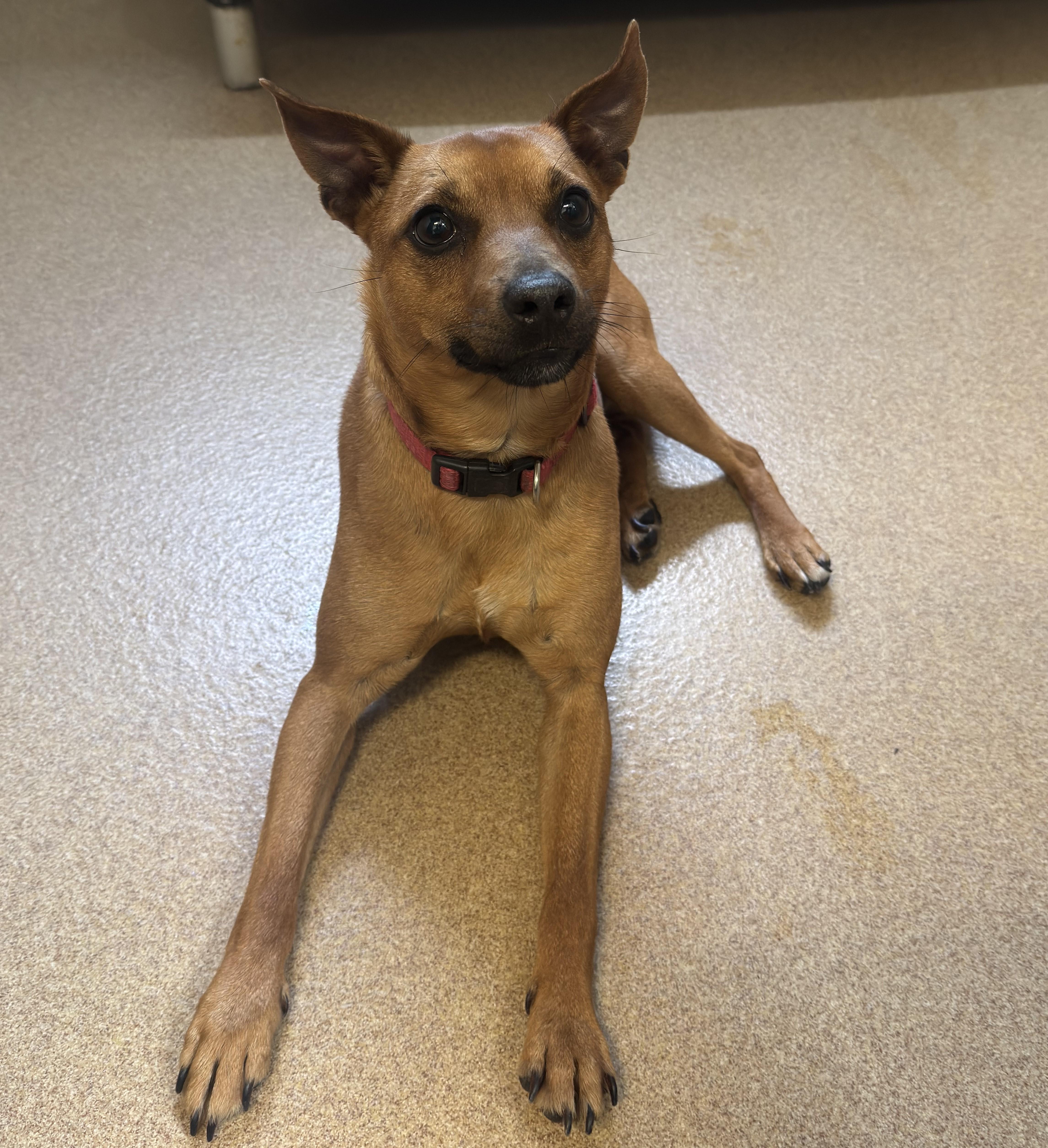 Enlarge APPOINTMENT ONLY - Match Box, an adopted mixed breed in Kearneysville, WV image 1/3