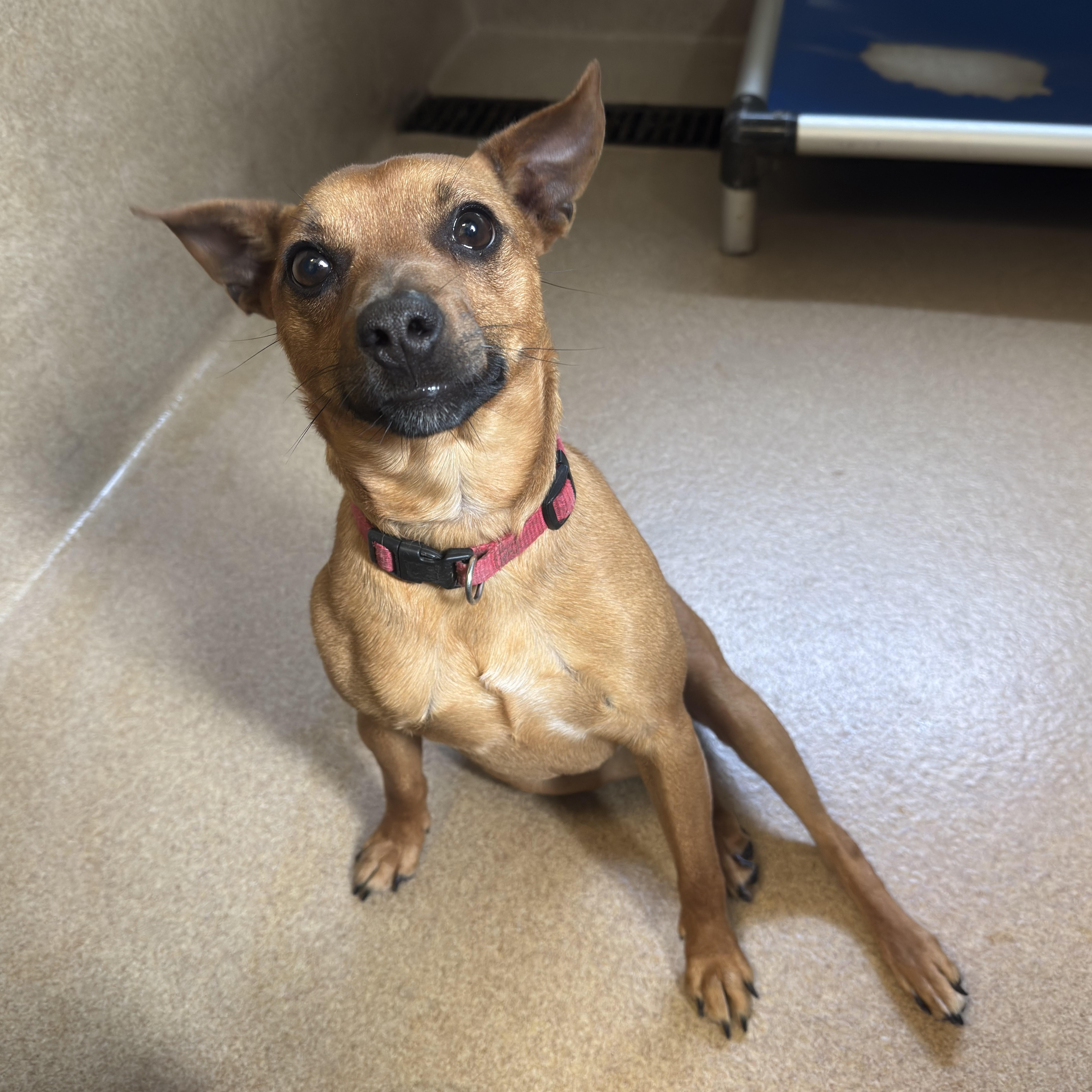 Enlarge APPOINTMENT ONLY - Match Box, an adopted mixed breed in Kearneysville, WV image 3/3