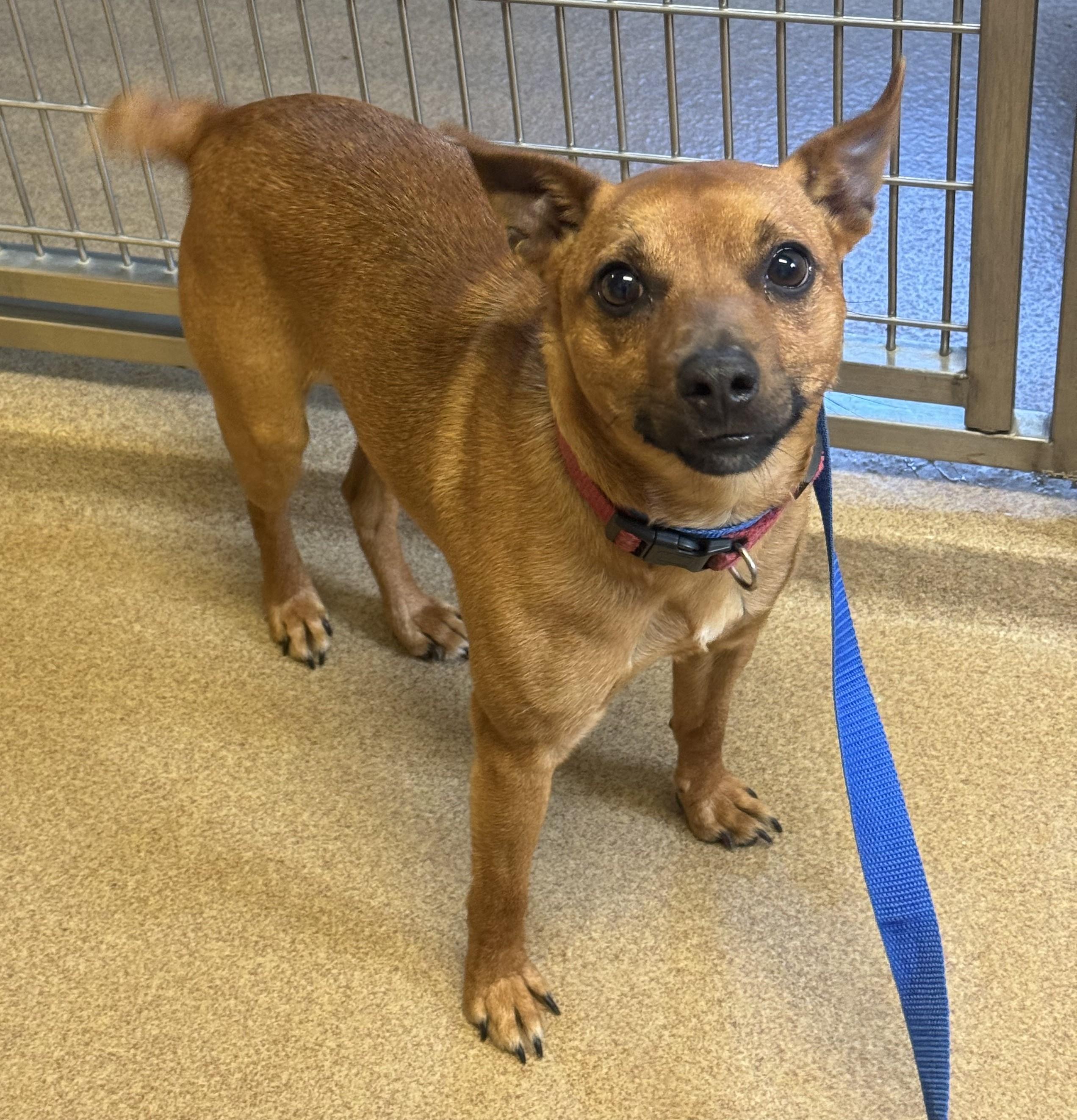 Enlarge APPOINTMENT ONLY - Match Box, an adopted mixed breed in Kearneysville, WV image 2/3