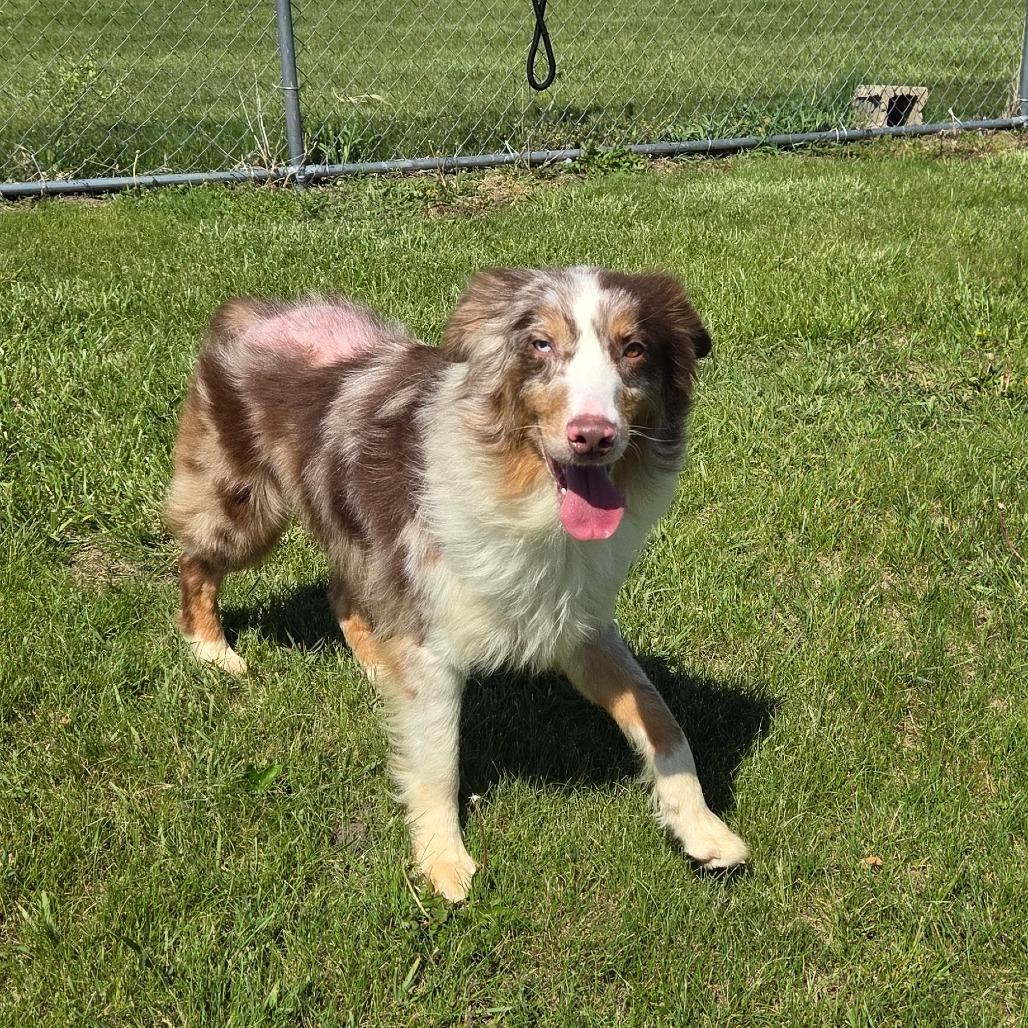 Sunny D, Adoptable, Adult Male Australian Shepherd.