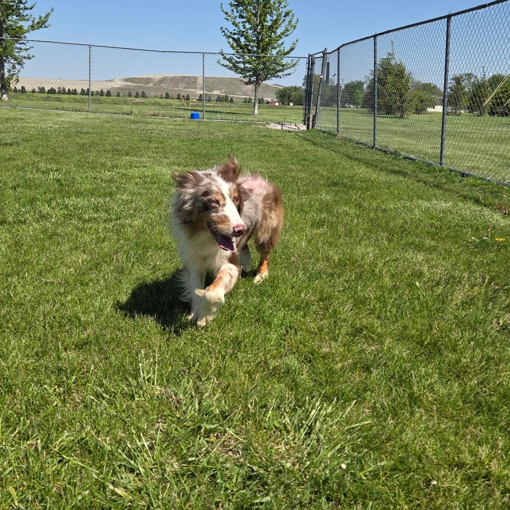 Sunny D, a Adoptable Australian Shepherd in Pontiac, IL image 2/6