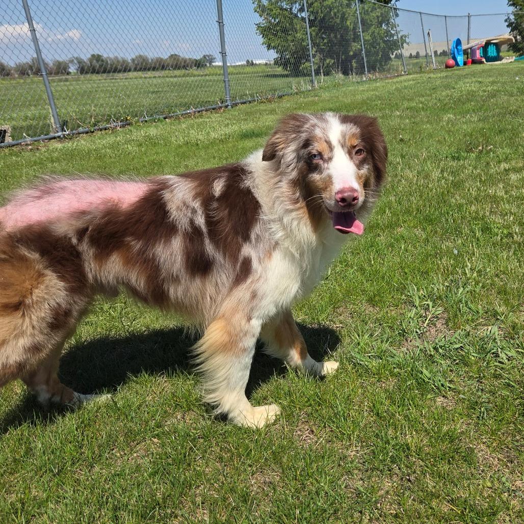 Sunny D, a Adoptable Australian Shepherd in Pontiac, IL image 3/6