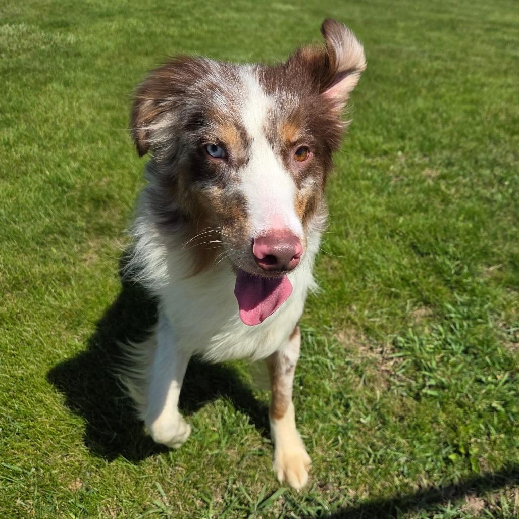 Sunny D, a Adoptable Australian Shepherd in Pontiac, IL image 4/6