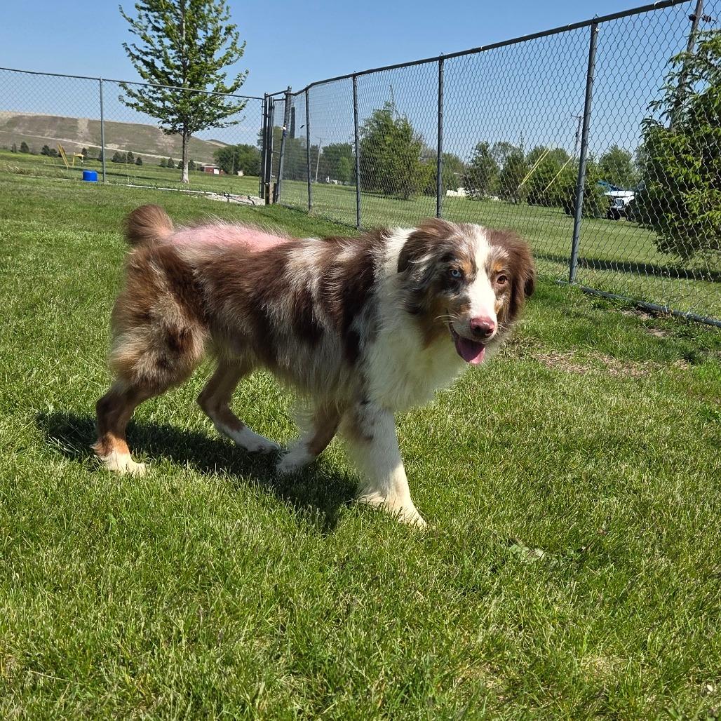 Sunny D, a Adoptable Australian Shepherd in Pontiac, IL image 5/6