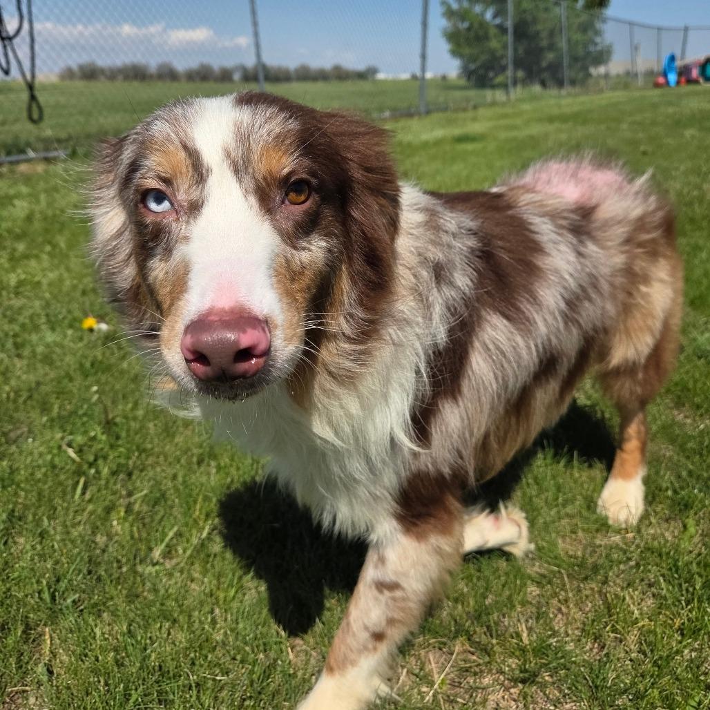 Sunny D, a Adoptable Australian Shepherd in Pontiac, IL image 6/6