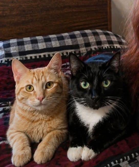 Enlarge Otto, a ADOPTABLE Domestic Short Hair in Winnipeg, MB image 2/6