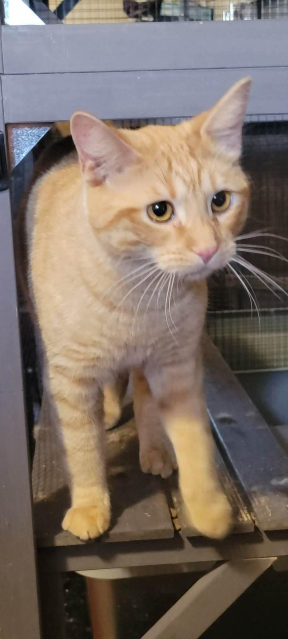 Enlarge Otto, a ADOPTABLE Domestic Short Hair in Winnipeg, MB image 3/6