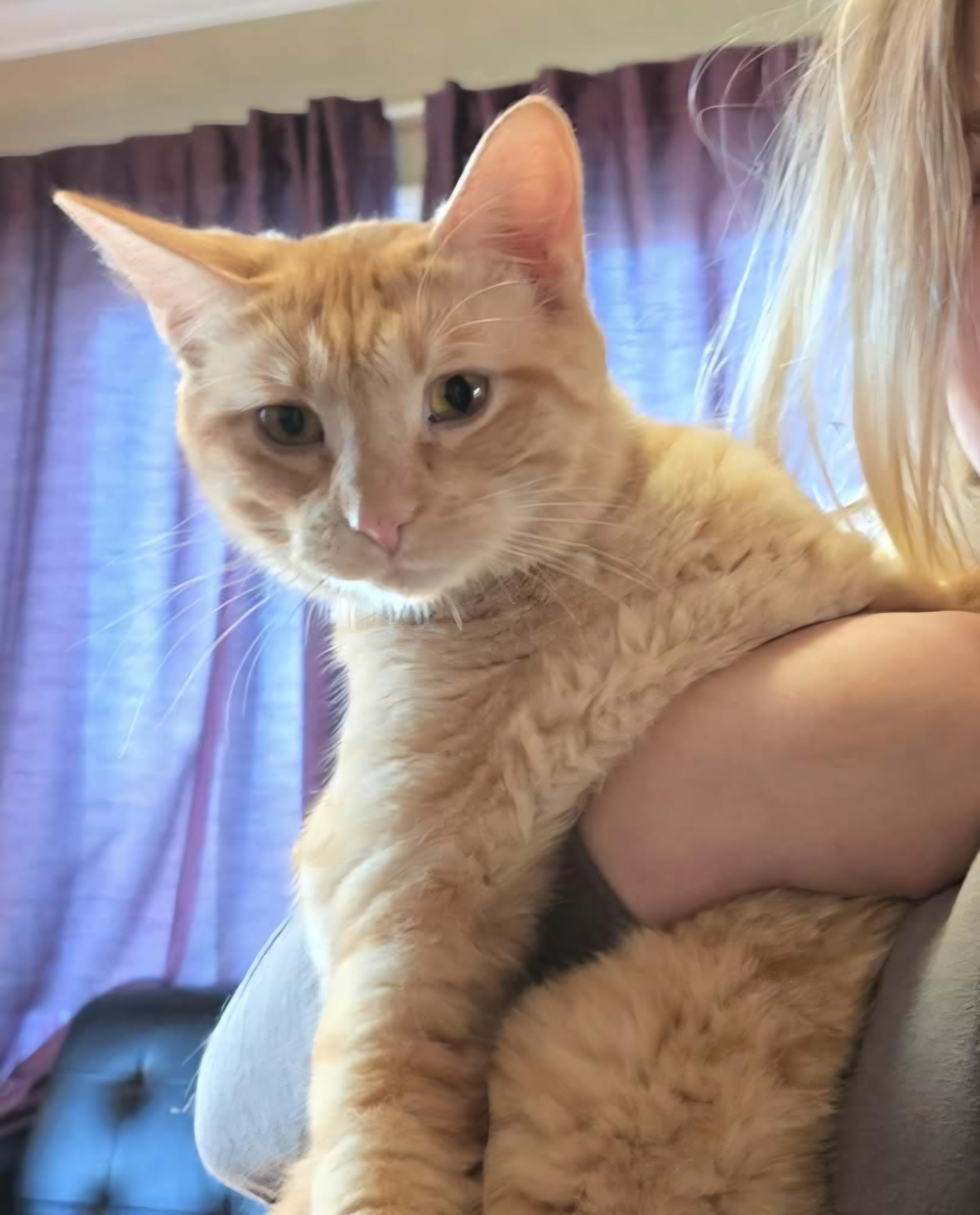 Otto, ADOPTABLE, Young Male Domestic Short Hair.
