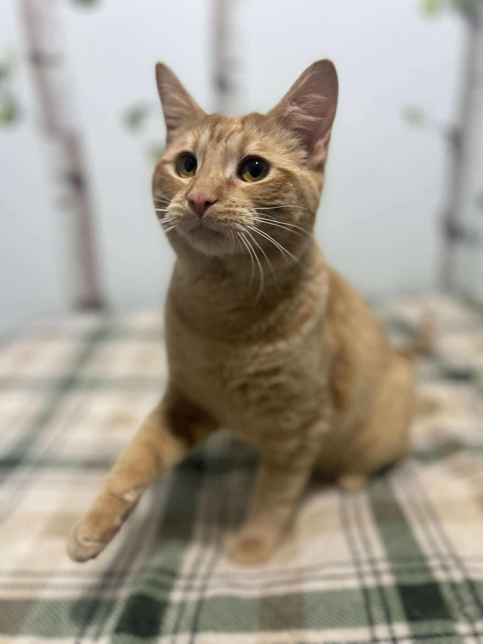 Enlarge Otto, a ADOPTABLE Domestic Short Hair in Winnipeg, MB image 6/6