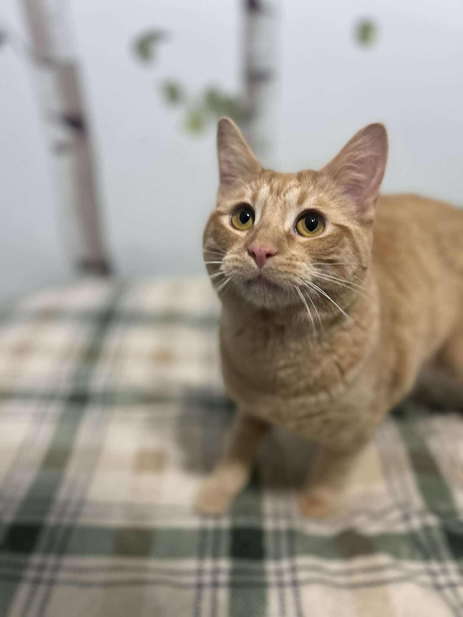 Enlarge Otto, a ADOPTABLE Domestic Short Hair in Winnipeg, MB image 4/6